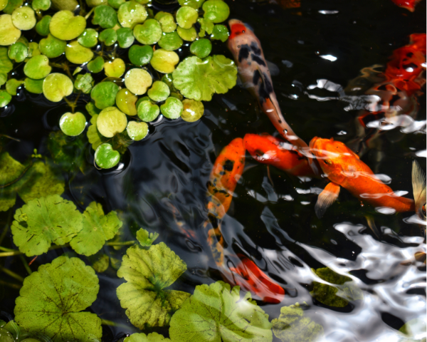 Fish pond with orange carp and greenery