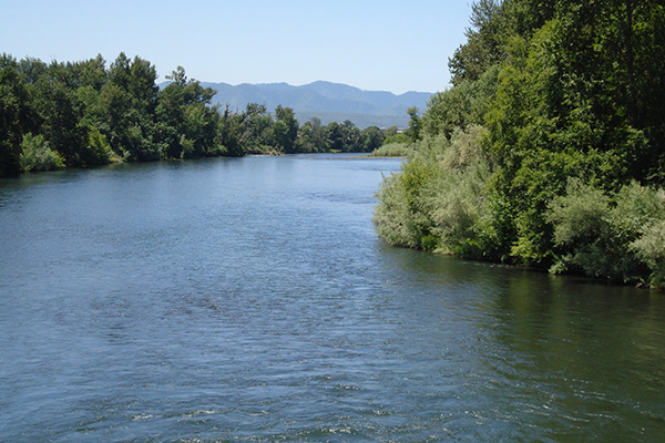 The Rogue river surrounded by large trees