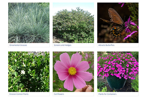 groups of plants by use for example attracts butterflies and erosion control plants