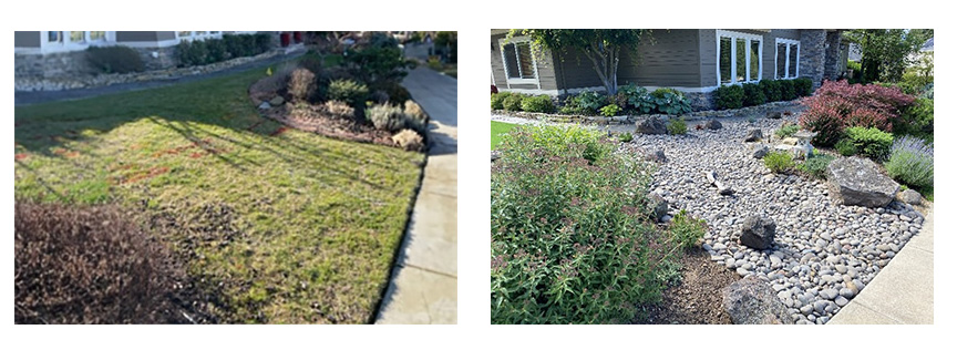 A before and after of a front yard with lawn, and then with rocks, hardscaping and drought friendly plants.
