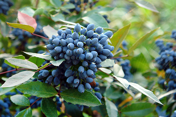 A local plant to Oregon called "Oregan Grape" with blue sour edible berries and thorns.