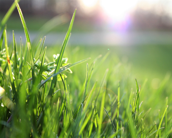 Fall Is on the Way! Save Water and Money with Our Lawn Replacement Program